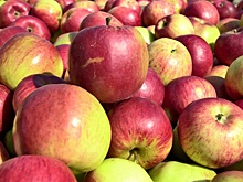 Под Новосибирском уничтожено более полутонны санкционных фруктов