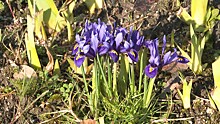 Весна пришла: в ботаническом саду Калининграда зацвели подснежники, рододендрон и крокусы