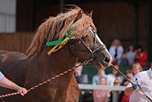 Тяжеловоз из Чехова стал победителем международной конной выставки «Иппосфера — 2021»