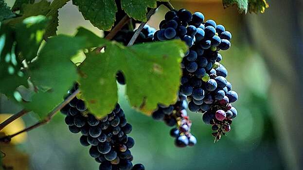 Путин поддержал идею о налоговом вычете для виноградарей