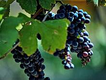 Путин поддержал идею о налоговом вычете для виноградарей