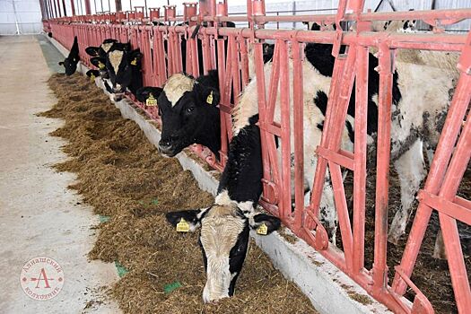 Две роботизированные фермы и телятник запустили в Алнашском районе Удмуртии