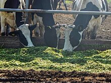 "Инстаграм" глав районов Татарстана: день ВДВ, битва за урожай и тотальное благоустройство