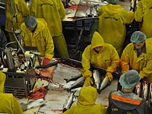 Рыбодобывающую отрасль на Камчатке признали самой травмоопасной