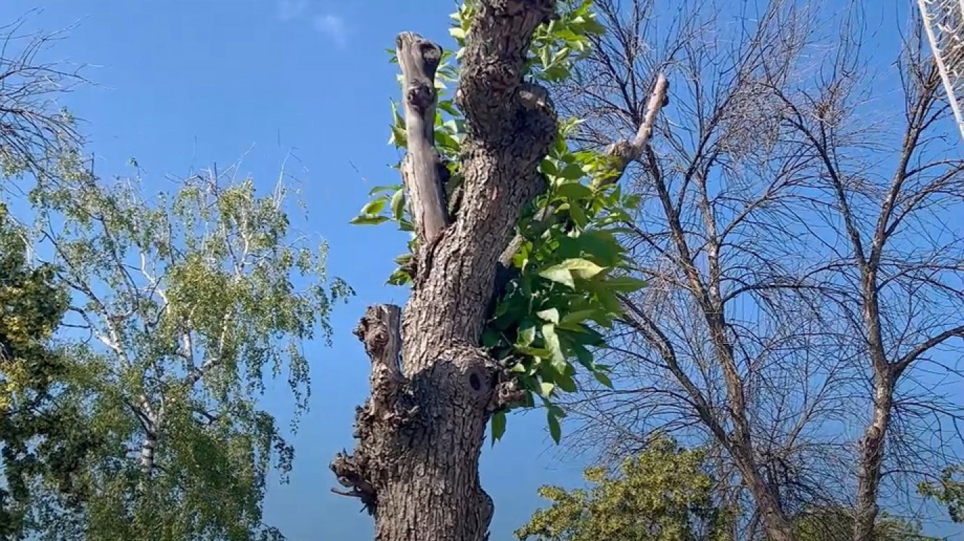 Объяснено появление «кургузых уродцев» на улицах Пензы