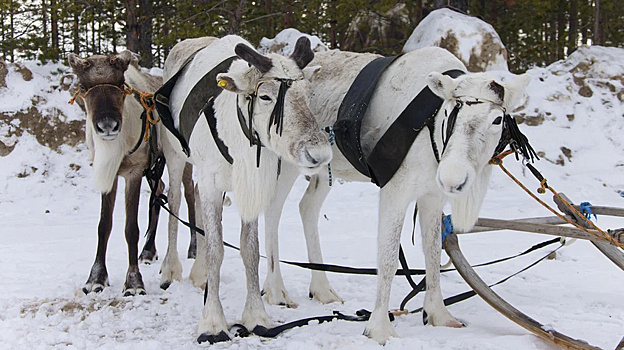 В Лабытнанги оленья упряжка протаранила иномарку