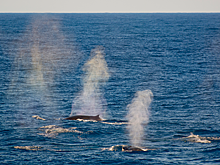 Российские ученые заметили скопление редких китов и тюленей в Арктике