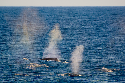 Российские ученые заметили скопление редких китов и тюленей в Арктике