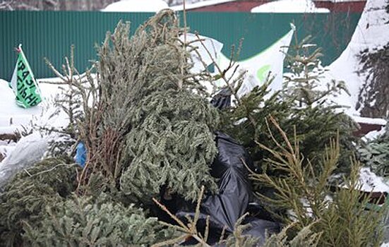 В Москве открылись пункты утилизации елок