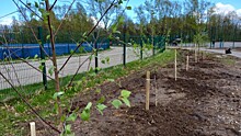 Более 1,5 тысячи деревьев высажено в Вологде в рамках проекта «Зелёный каркас Вологды»