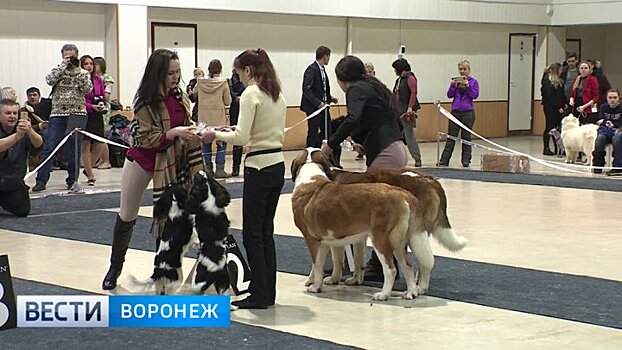 Воронежцев порадовали выставкой собак самых популярных пород