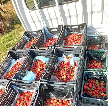Клубничная ферма, на «Дальневосточных гектарах» в Приамурье, обеспечивает жителей региона свежей ягодой даже осенью