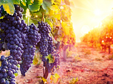 Для полного удовлетворения внутреннего спроса на российское вино необходимо увеличить посадки винограда на 100 000 га