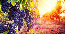 Для полного удовлетворения внутреннего спроса на российское вино необходимо увеличить посадки винограда на 100 000 га