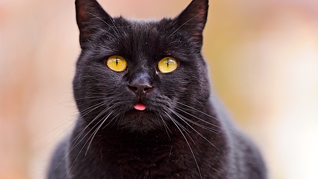 Какие приметы говорят о скором успехе в делах