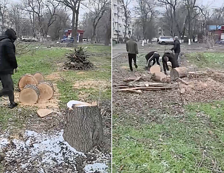 В батайском парке убирают спиленные деревья