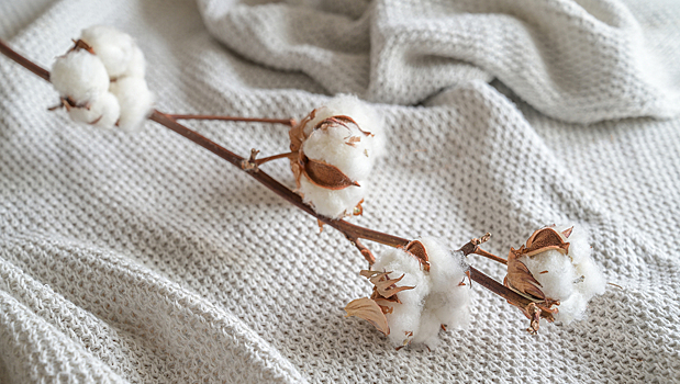 Названы факты, разрушающие миф об экологичности хлопка