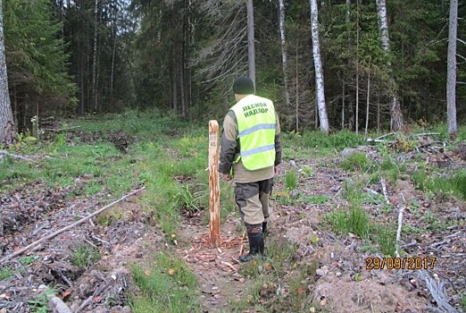 За 10 месяцев в бюджет поступило 108 миллионов рублей за использование лесов