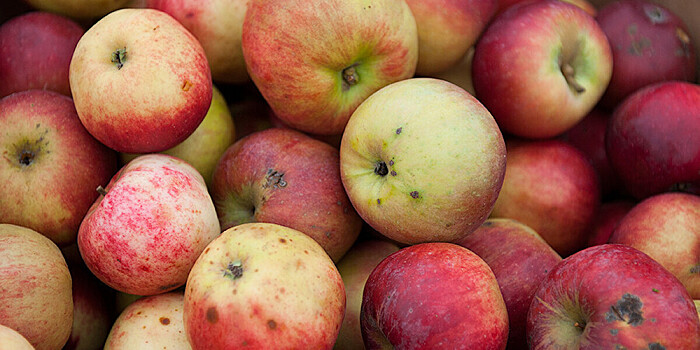 Как правильно утилизировать падалицу и гнилые яблоки