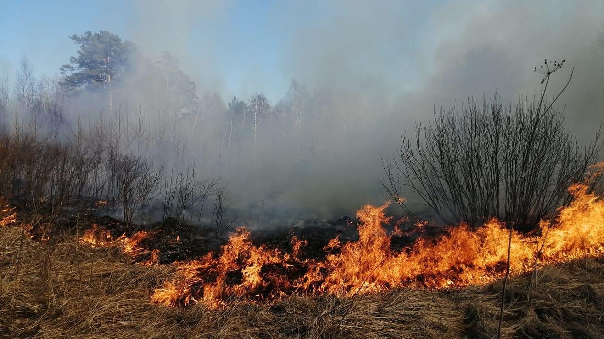 В России за сутки потушили 72 лесных пожара