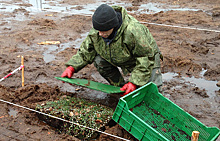 Первый участок клюквенной плантации заложили в Архангельской области