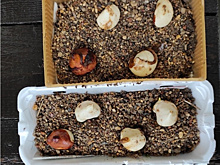 Поздняя посадка тюльпанов: самодельные корзинки и защита от мышей