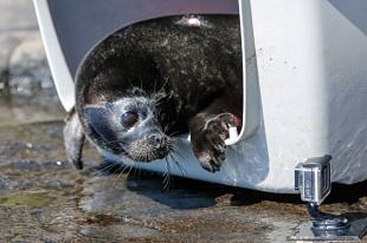 Крошик вернулся. Детеныш нерпы попросился жить к людям