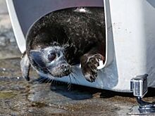Крошик вернулся. Детеныш нерпы попросился жить к людям