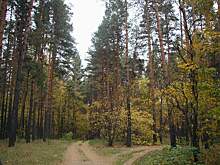 Лесоводы Тамбовщины готовы к пожароопасному сезону