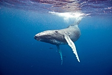 Ученые не нашли запутавшегося в сетях в Охотском море кита