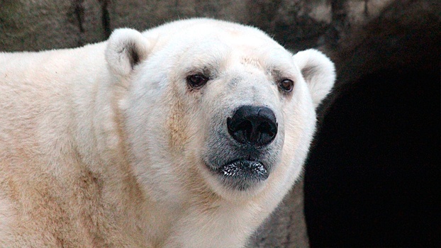 Минобороны и РГО доставили из Якутии в Москву нуждающегося в спасении белого медведя