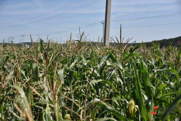 Ставропольские аграрии планируют к 2027 году заместить до 100% семян