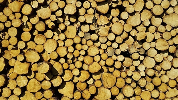 Костромские лесопромышленники готовятся возить древесину дирижаблями