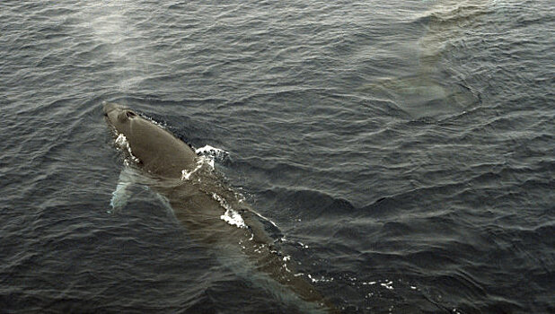 Круизное судно затонуло в Канаде из-за кита