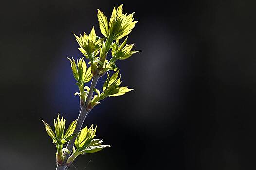 Идею избавиться от ясенелистного клена в Москве оценили