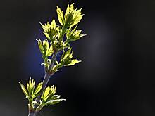 Идею избавиться от ясенелистного клена в Москве оценили