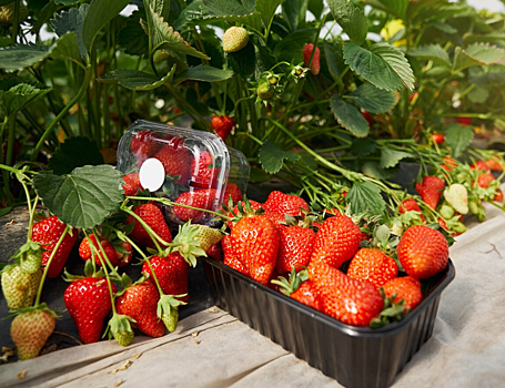 Цены на клубнику вырастут из-за глобального потепления