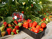 Цены на клубнику вырастут из-за глобального потепления