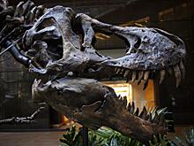 Палеонтологи доказали существование нанотираннозавров