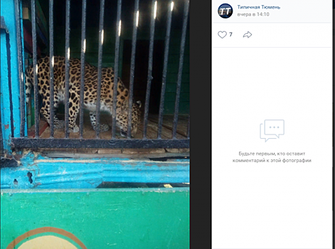 В Тюменской области владелец зоопарка распродаёт диких зверей