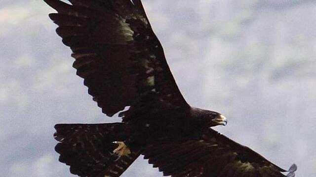 Гороскоп майя: знаки, способные на ясновидение