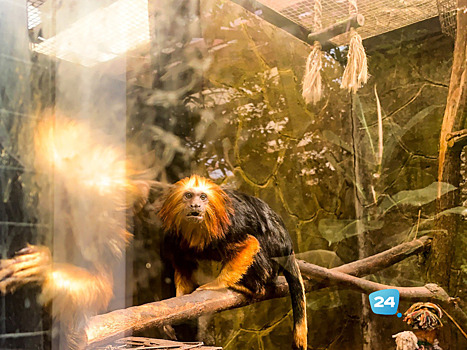 В Калужскую область отправили трёх краснокнижных обезьянок из Новосибирского зоопарка