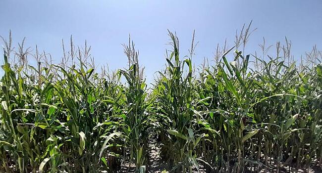 Завод по производству удобрений из человеческой мочи успешно работает в Малавии