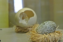 «Некоторым экспонатам более 100 лет»: на выставке в пермском музее покажут 222 птичьих яйца