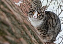 Два мешка с живыми котами выкинули на мороз под Новосибирском