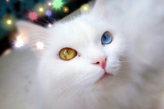 Убойная доза умиления: во Всемирный день кошек читатели 59.ru поделились фотографиями своих питомцев