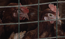 «Курица - источник не белка, а опасных болезней»: Росконтроль проверил 6 известных производителей курятины