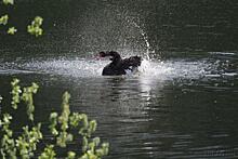 В пруд Быково болото вернули чёрных лебедей