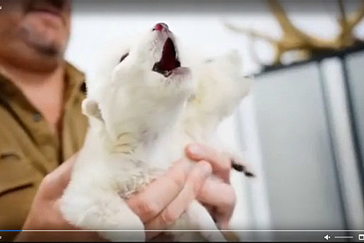 Для спасения жизни после планетарного вымирания решено создать таинственное хранилище