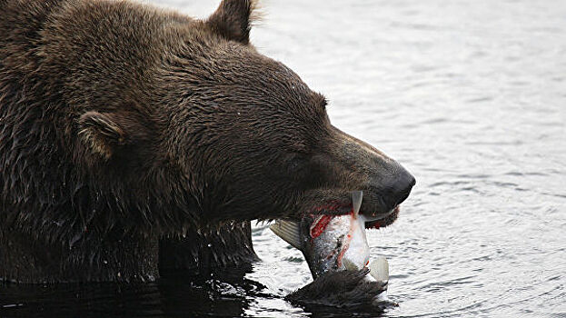 На Камчатке появился еще один Жрун – медведь, который очень любит рыбу